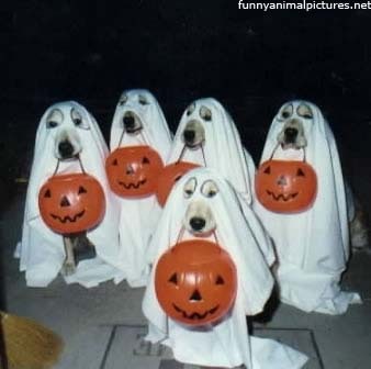 ghost-dogs.jpg